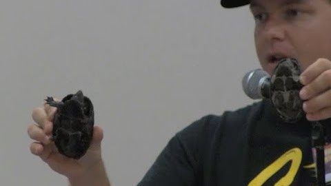 Musk & Mud Turtles ~ Daniel Parker Turtle Series at Repticon ~ World