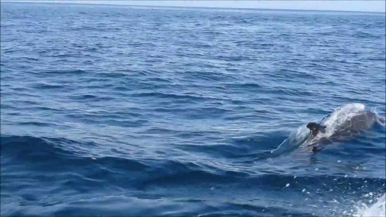 Jumping dolphins/springende Delfine/dauphins sautant, Coiba/Panama video phone beyonce mp3