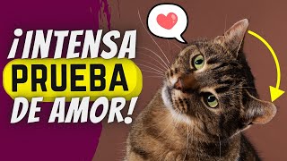 10 Curiosas Formas Con Las Que Tu Gato Te Demuestra Su Amor