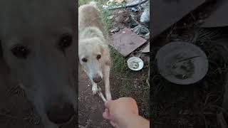 Восьмую куриную косточку даю Лашыну 23-его Июля