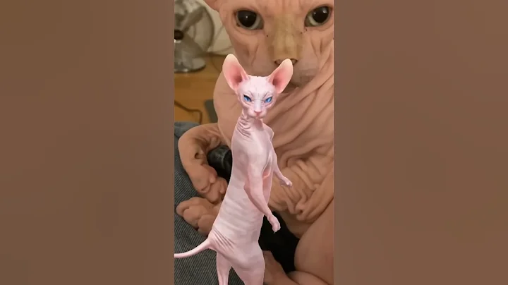 Watch the video about Dancing Sphynx Returns! 😆😄😁#shorts #comedy #viral #funny #dance