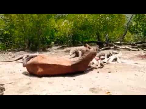 OMG Komodo Dragons vs horse 🐎Epic Battle Komodo Dragons attacks and