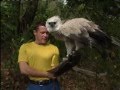 jeff corwin and harpy eagle