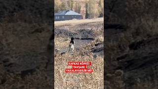 Kafkas Köpeği Tavşanı.. Resimi