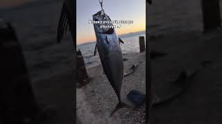 Ντάσκα στο σούρουπο με μπομπαρδα🎣 #greekfishin #fishing #fish #ψάρεμα