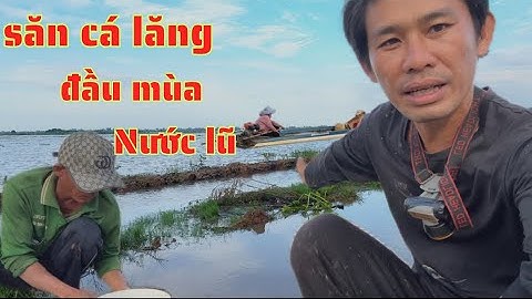bữa nay trúng bầy cá lăng vàng nó cắn câu liên tục/săn cá lăng vùng campuchia/GIÓ LÀNG QUÊ