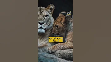 عودة أسد الأطلس ولادة 4 أشبال من الأسد البربري النادر 