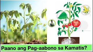 Paano ang pag-aabono sa kamatis? How to produce high yield and high quality fruits of tomatoes.