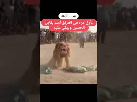 واخيرا الأسد الذي بكى على الحسين يلتقي به | خرافات الشيعة