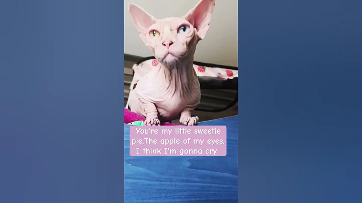Video 9571591: eyed sphynx, cute sphynx