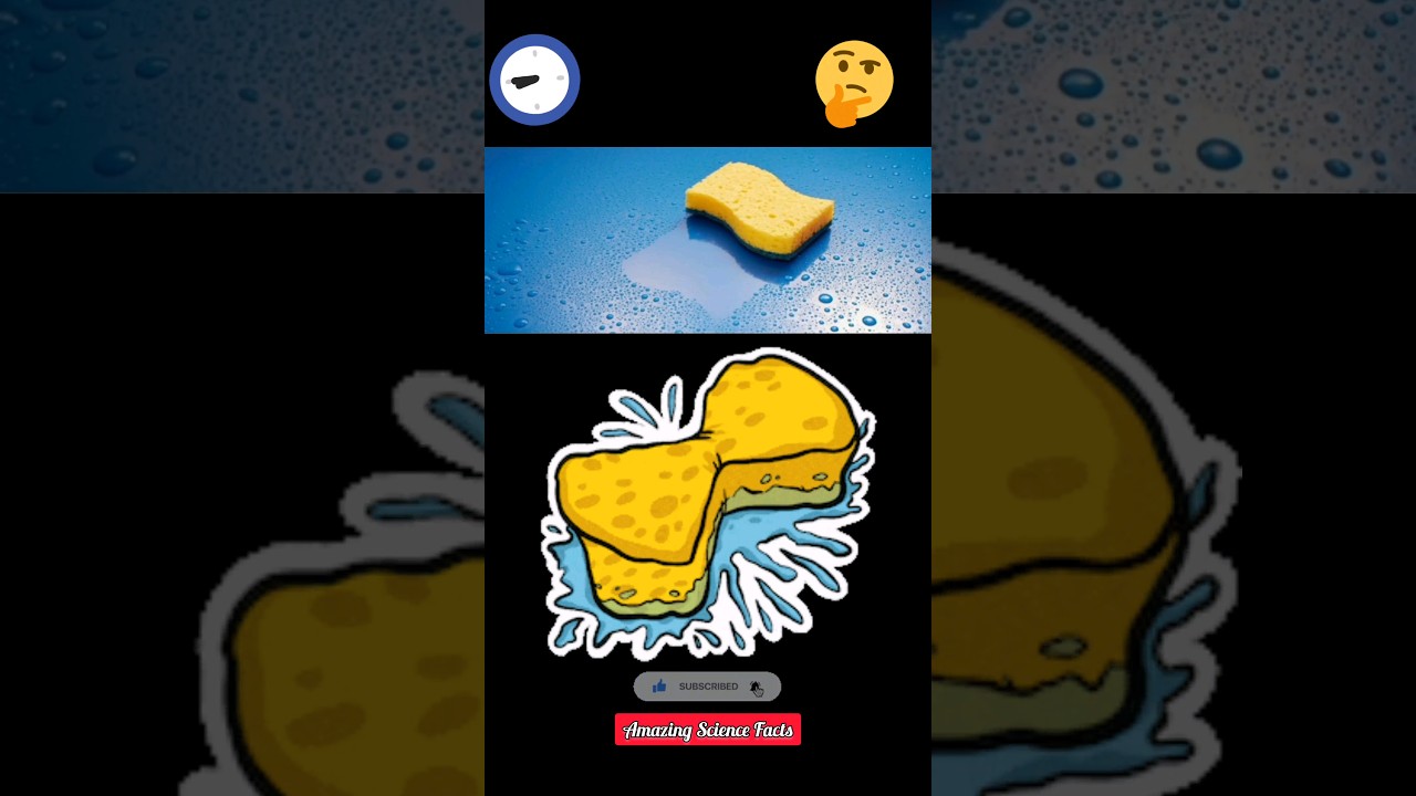 How does a Sponge hold water? 