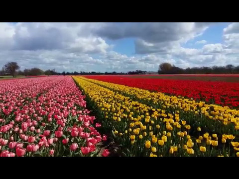 Vídeo: Terra das tulipas - Holanda. País das tulipas na Europa