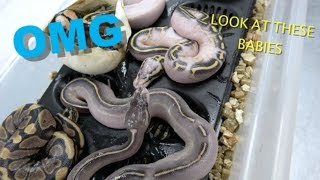 Famous Cinnamon Freeway And Pastel Freeway Update !! Egg Cutting Net Worth