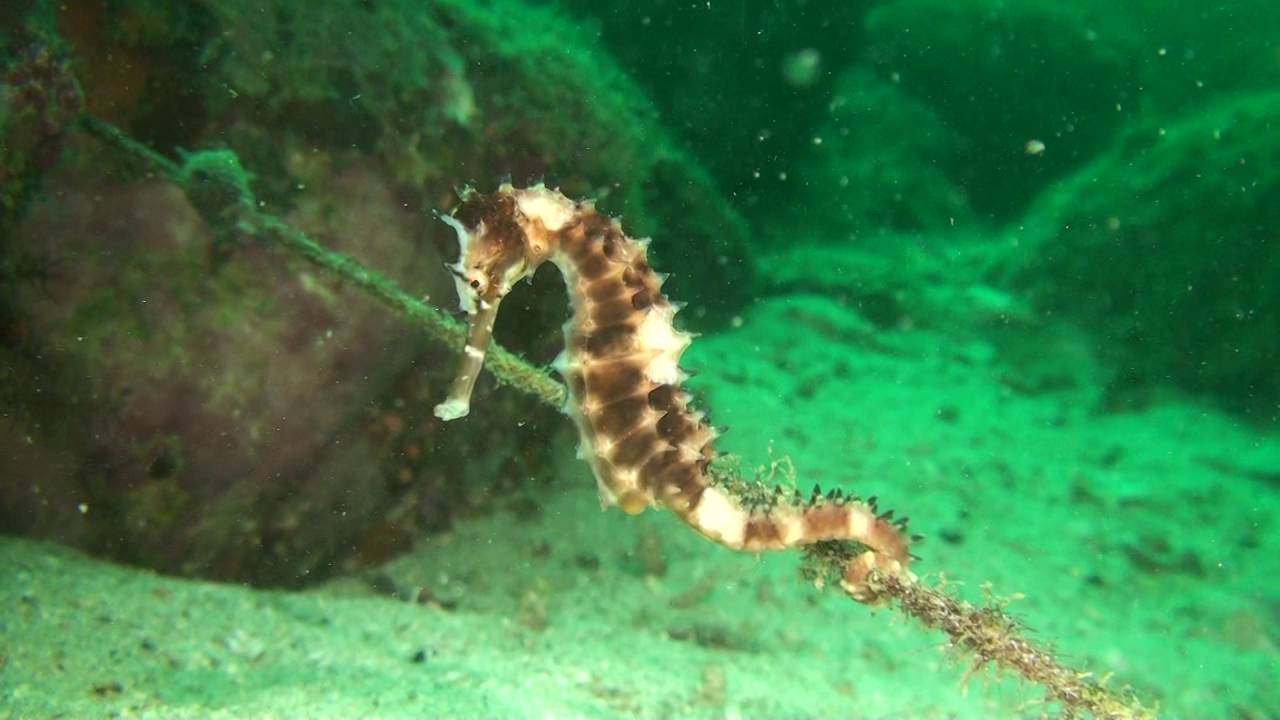 イバラタツ Hippocampus histrix