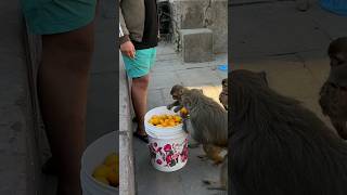 Lots of verities food for monkeys #feedinganimal