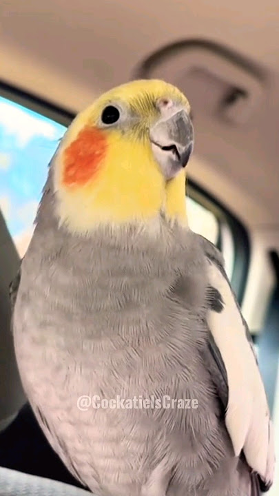 Cockatiel's Cookie Song: Adorable Feathered Tune | YTShorts Musical Delight