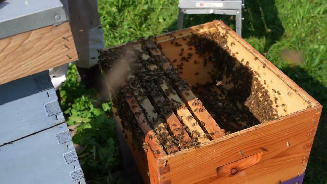 How to manage a bee hive with Barb Pierce