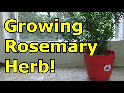 Video: Rosmarynhouerversorging - wenke om roosmaryn in potte te kweek