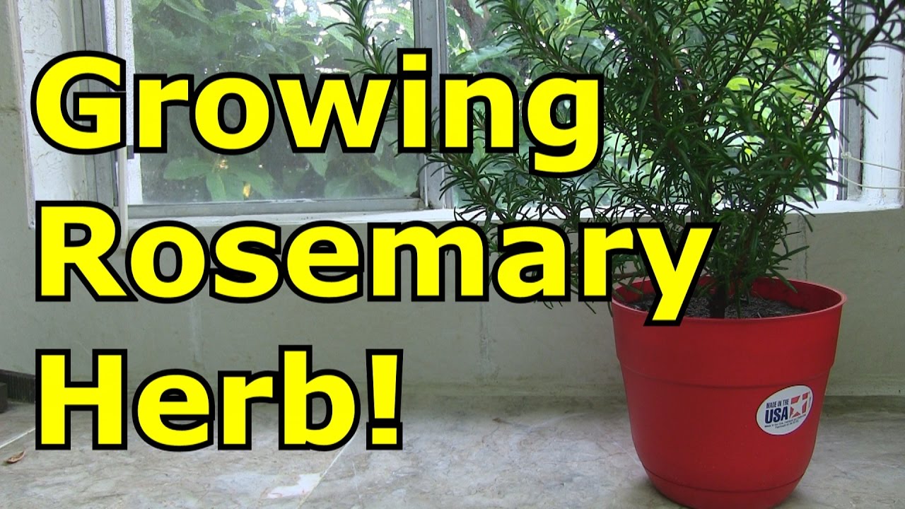 How To Grow Rosemary In A Pot YouTube