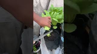 Ayah berkebun di atap rumah hanya pakai pot #ytshorts #tanaman #sayuran #panen