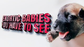 10 Cutest Baby Animals You Need To Pet by Good Story 17,803 views 3 years ago 11 minutes, 53 seconds