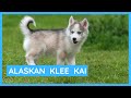 Alaskan Klee Kai - Husky Lite の動画、YouTube動画。