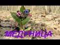 Польза и применение медуницы. Lungwort.