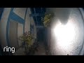 Crazy Coyote Jumps on the Front Door Over and Over Again｜RingTV