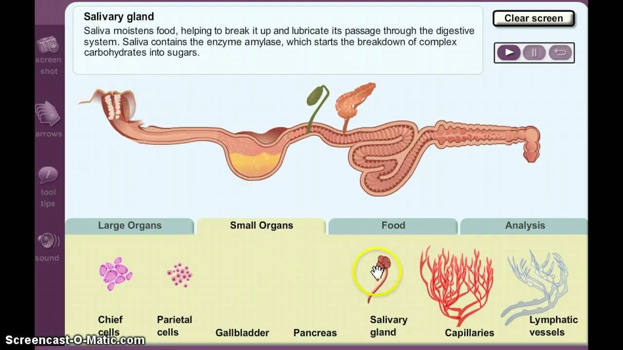 Digestion Gizmo Demo Youtube