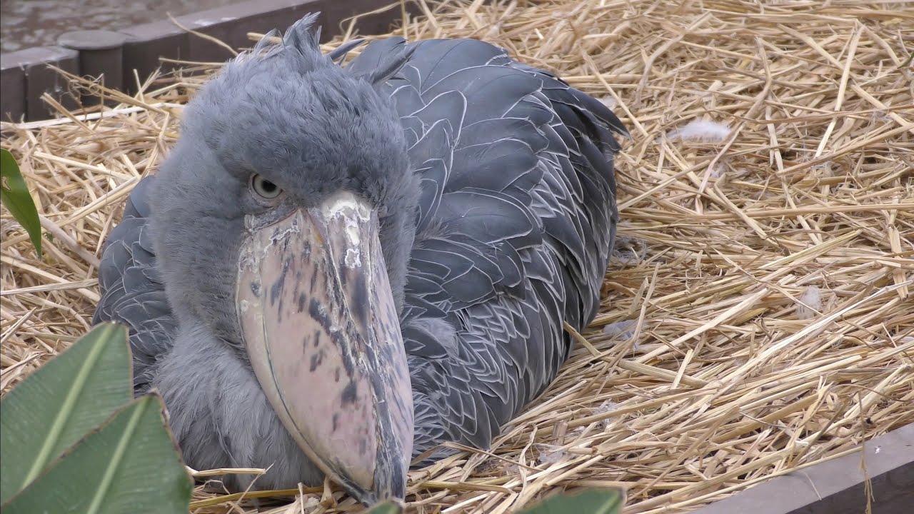 ハシビロコウ ふたばちゃん 藁の上でちょっと休憩です 【掛川花鳥園