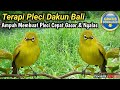 TERAPI BURUNG PLECI DAKUN BALI