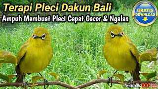 TERAPI BURUNG PLECI DAKUN BALI