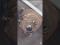 How to Safely Exterminate a Hornet Nest With Spray