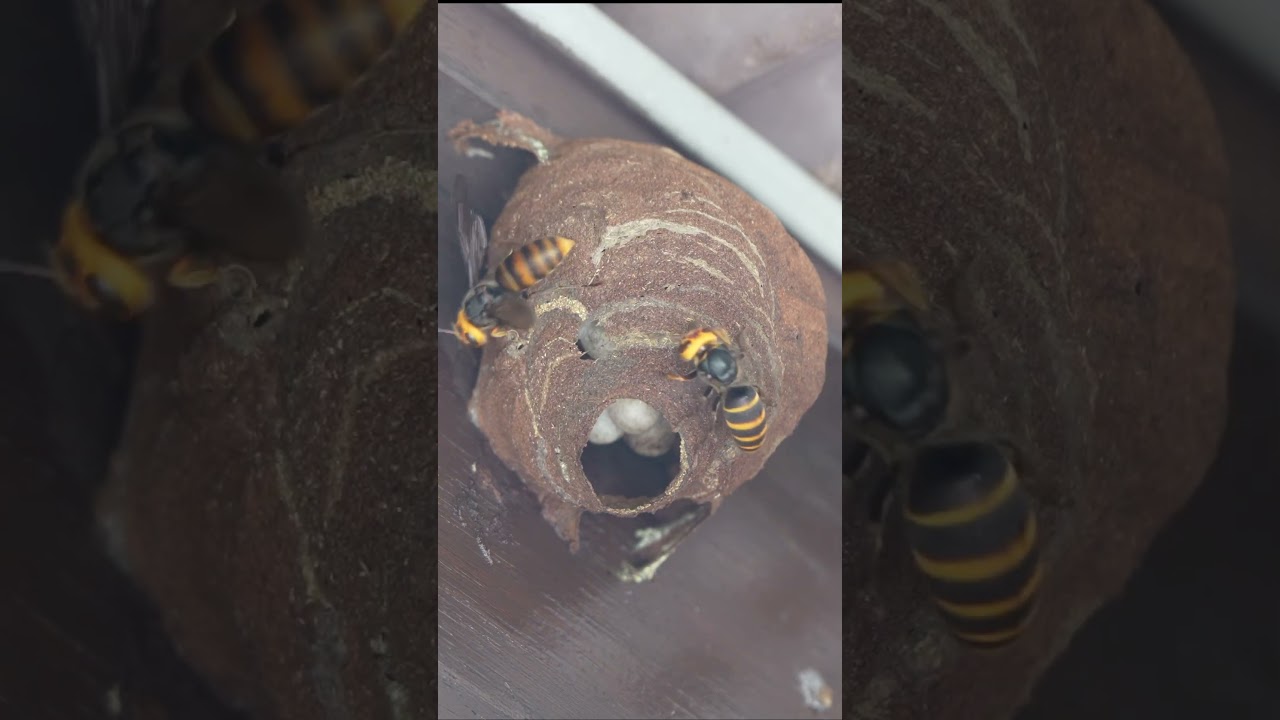 How to Safely Exterminate a Hornet Nest With Spray