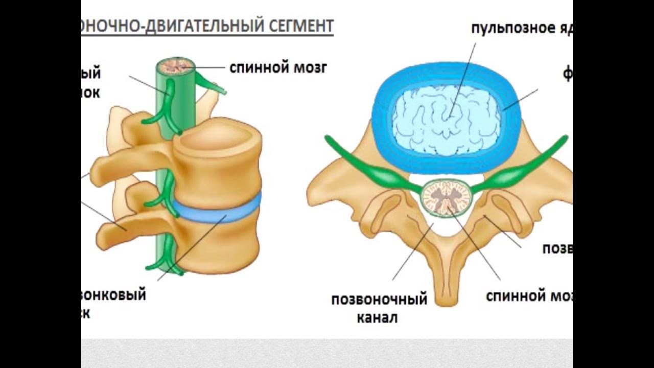 Грыжа мозговых оболочек освобождение нерва. Строение диска позвоночника человека. Схема строения межпозвоночного диска. Позвоночный диск строение анатомия. Строение позвоночника и межпозвонковых дисков:.