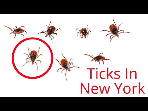 Are There Ticks In New York City