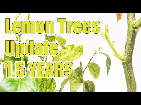 Video: Citrinmedžio gyvenimo trukmė – kokia yra vidutinė citrinmedžių gyvenimo trukmė