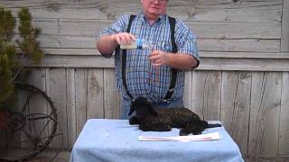 Tube Feeding A Newborn Lamb