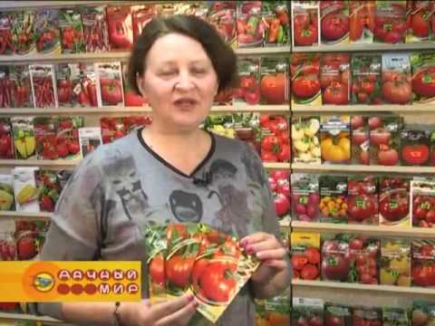 Video: Tomat 