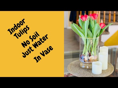 Video: How To Grow Tulips At Home In Water? 13 Photos In What Water Should They Be Placed For Cultivation Without Soil In A Glass Or In A Vase?