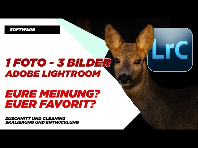 Ein Foto - Drei Bilder - Bildentwicklung & Bildbearbeitung in Adobe Lightroom - Ein Reh im Wald