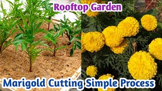 How to Grow Marigold Cuttings in Monsoon / Rainy Season || गेंदे की पौधे कैसे उगाएं | Rooftop Garden