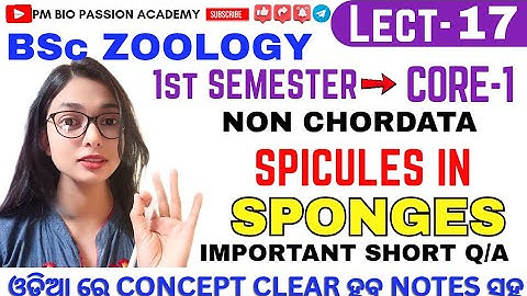 🎯CLASS-17 || SPICULES IN SPINGES || ZOOLOGY || CORE - 1|| NON-CHORDATA || By- Pratikshya Mishra