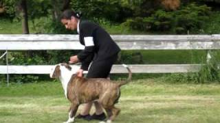 American Bulldog Chopper Junior on the dog show