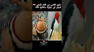 شاهد جمال الطيور في سقطرئ تكتسي بي العلم اليمني 🇾🇪