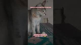 i am a cute cat? #catvideos #cat #funny #searchengineoptimization #music #cat #cute #meowmoe #mycat