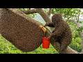 Swarmed by Angry Bees – Giant Wild Honey Hunting😱