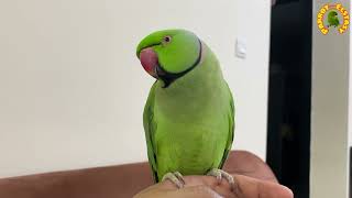 Parrot Sound