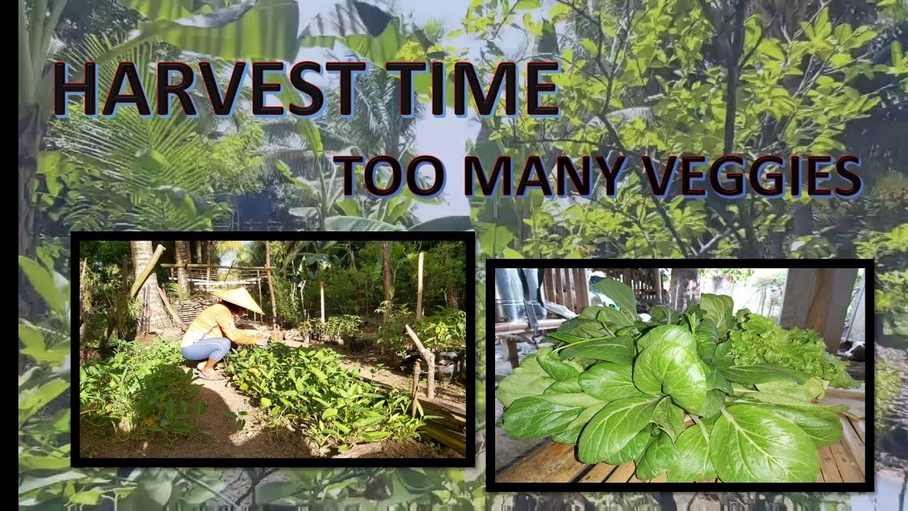 HARVESTING OUR OWN PLANTED FRESH VEGETABLES Quarantine Days YouTube