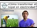 CÓMO GENERAR ELECTRICIDAD CON NOPAL - CALVILLO #2.32 - Conociendo Pueblos Mágicos.